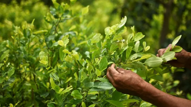 В Колумбии около десятки тысяч семей фермеров зависят от производства коки