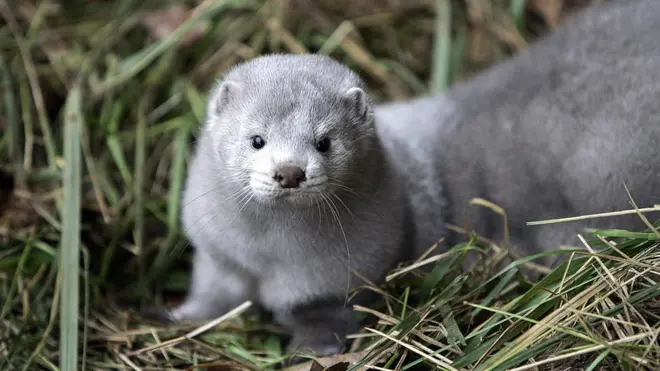 Hollanda, geçen yıl yaklaşık 2,5 milyon vizon postu ihraç etti. Danimarka ve Finlandiya, Hollanda'daki vizon kürklerinin en büyük alcısı.