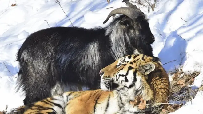 నైజీరియా జూలో పులి - మేక