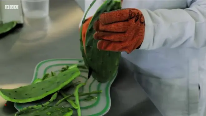 คนใส่ถุงมือปอกเปลือกต้นกระบองเพชร