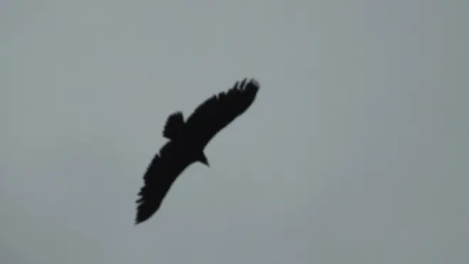 Crni lešinar iznad Stare planine