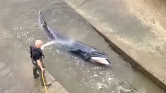 Кит-полосатик