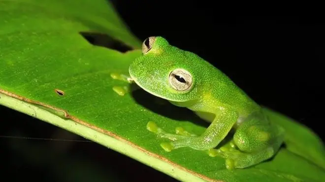 Una de las tres "ranas de cristal" descubiertas en Bolivia descansa sobre una hoja.