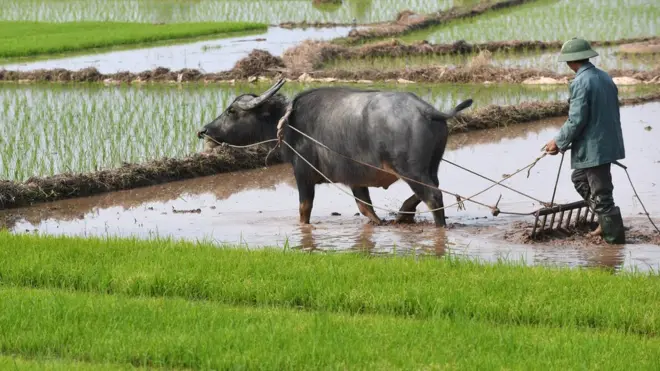 'Người dân theo cách mạng với khẩu hiệu "người cày có ruộng"' (Hình minh họa)