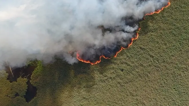 "Будет хуже с каждым годом": главные вопросы о лесных пожарах в России