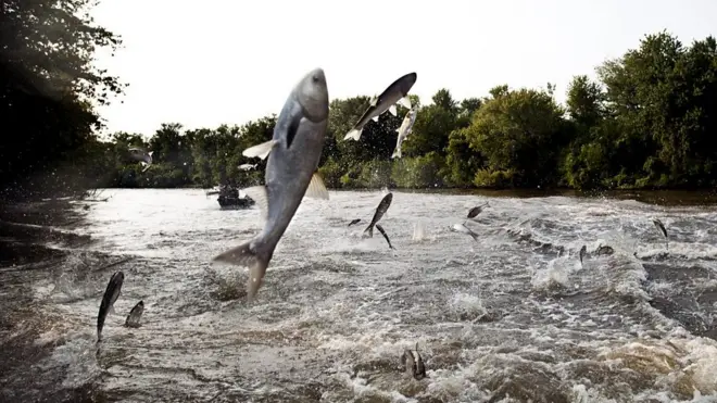 팝콘처럼 강물에서 튀어오르는 붕어