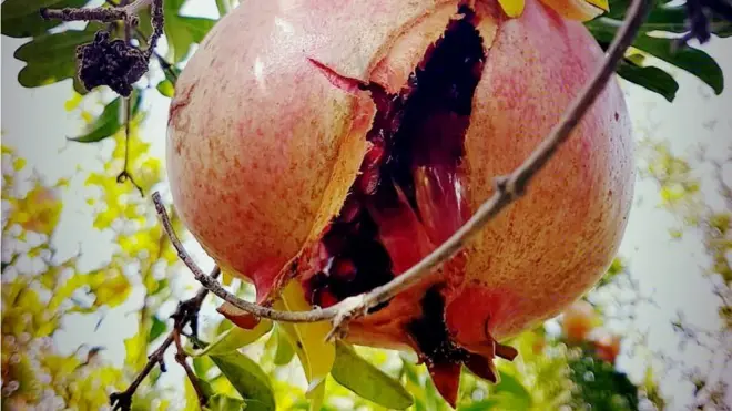 کشاورزان می‌گویند نیم تولیدات آنها به دلیل نبود امکانات کافی برای نگهداری و انتقالات از بین می‌رود