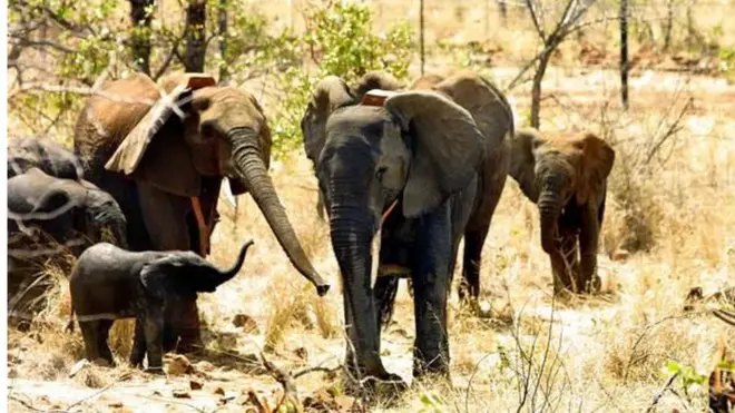 Awọn ọmọ erin ati iya wọn