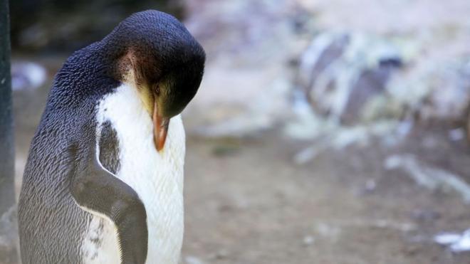 Penguin, selandia baru