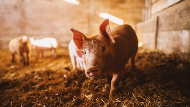 Ghana H3N2v outbreak: GHS confirm virus, investigate