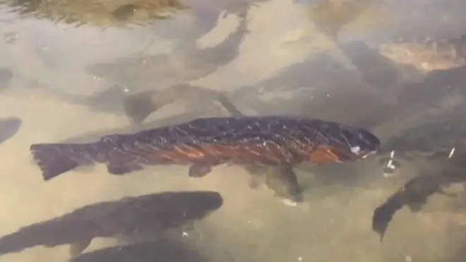trout fish,swat, fish farming