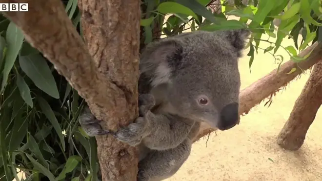 koala