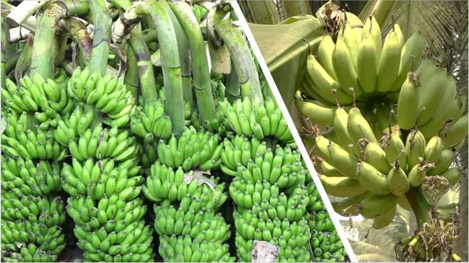 ఆంధ్రా అరటి