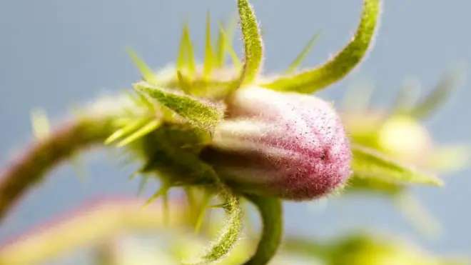 （圖片來源：Getty Images）