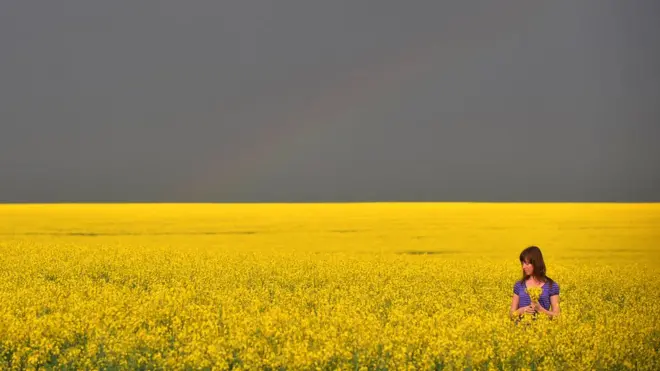 Müharibəyəqədərki Ukraynada çöl kələmi sahəsi