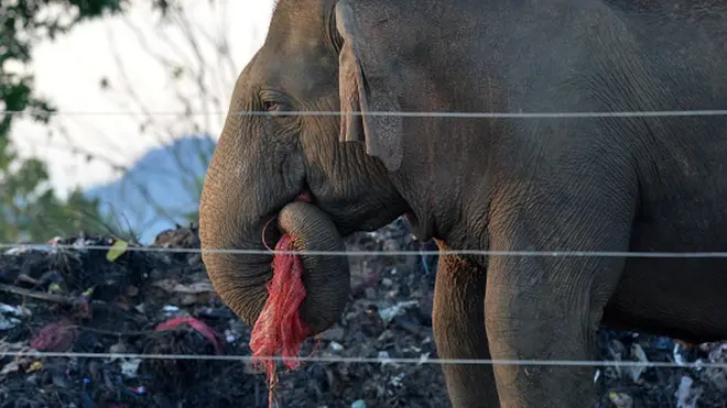 අපේ කුණු කන වනඅලි