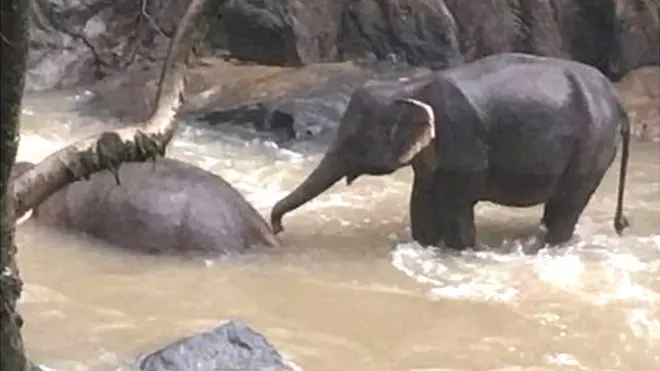 अपने साथी को बचाने की कोशिश करता एक हाथी