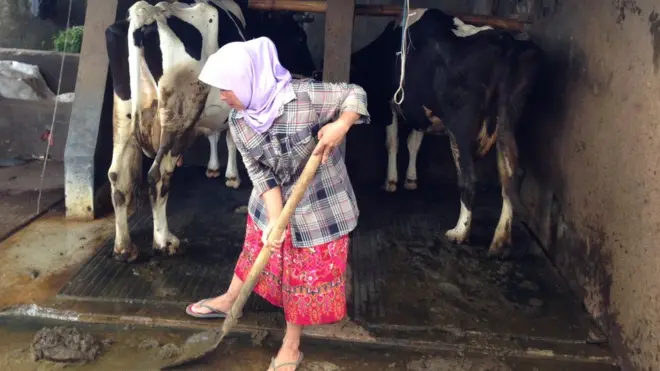 Eti Sumiati tengah memindahkan kotoran sapi untuk jadi biogas.