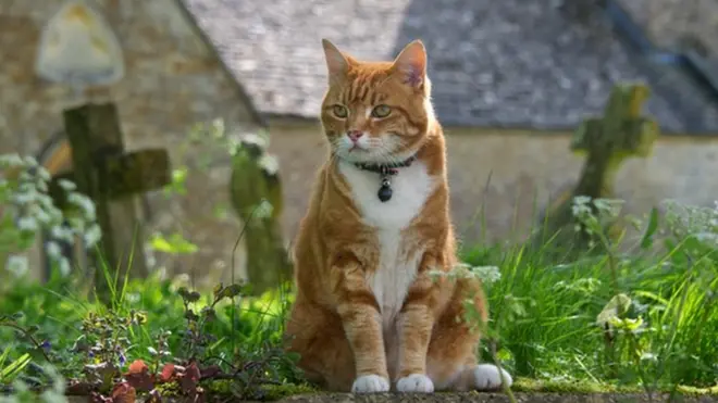 Церковный кот