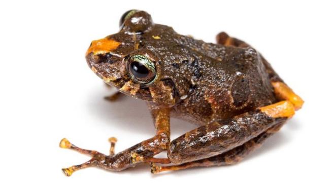 Wolverhampton scientists say new frog species sounds like a duck