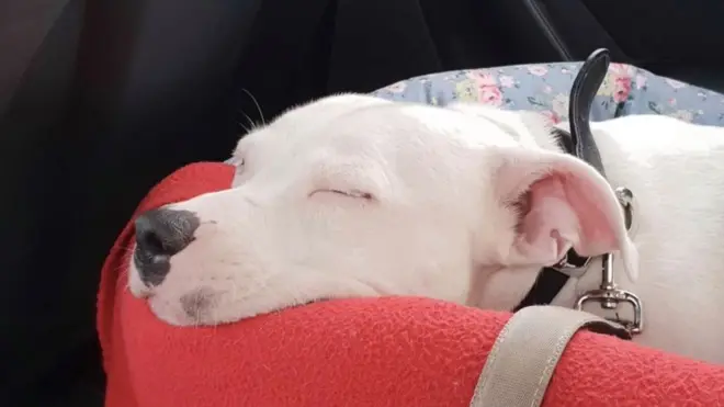 버려진 유기견 스눕