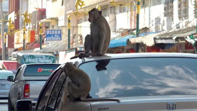 Khi sống tự do giữa khu dân cư tại Lopburi, Thái Lan