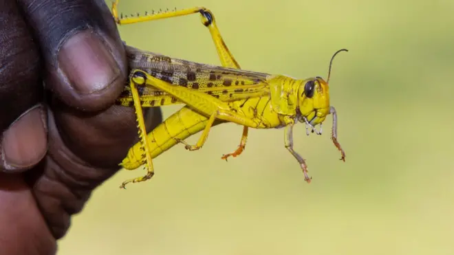 تخيم مخاوف تضاعف أعداد الجراد على الدول ومنظمة الفاو.