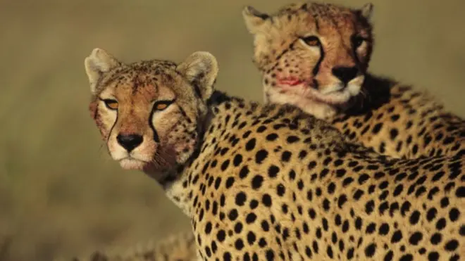 చిరుతపులులు