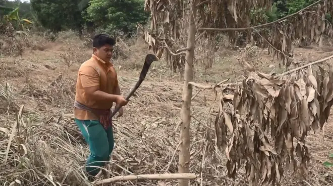 เกษตรกรฟันต้นไม้ที่ตายทิ้ง