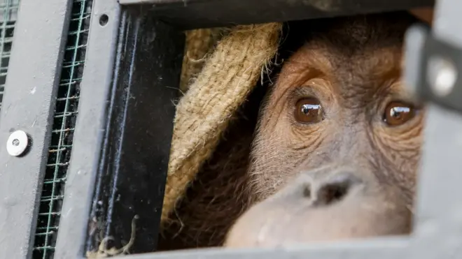 อุรังอุตัง