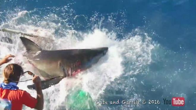 Tubarão invade gaiolacomo criar aposta no sportingbetmergulhador no México