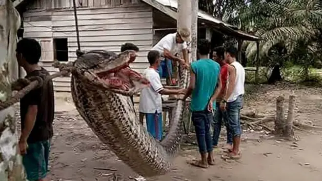 अजगराला टांगताना