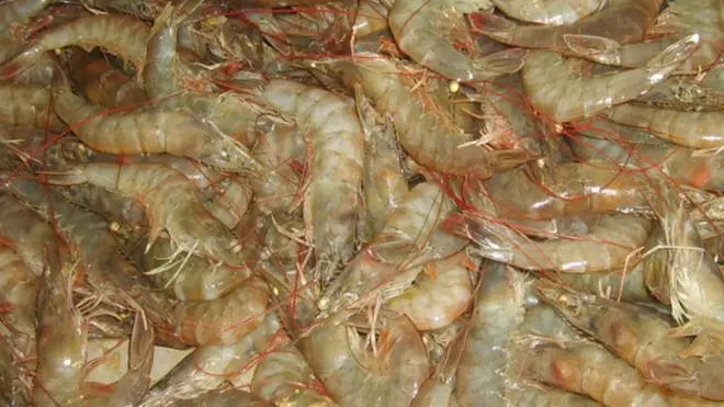 පැසිෆික් සුදු ඉස්සන්