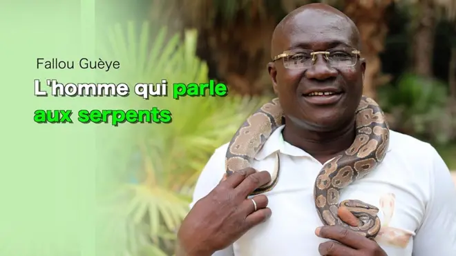 Fallou Guèye, l'ami des serpent