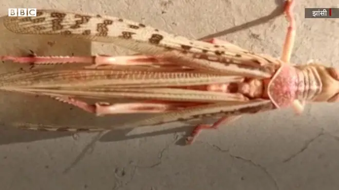 टिड्डी हमला