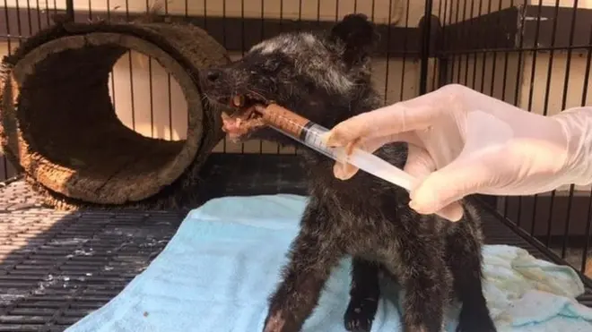 ภาพการช่วยเหลือ เรนเจอร์ กลายเป็นกระแสที่พูดถึงภัยไฟป่าผ่านสื่ออย่างกว้างขวาง