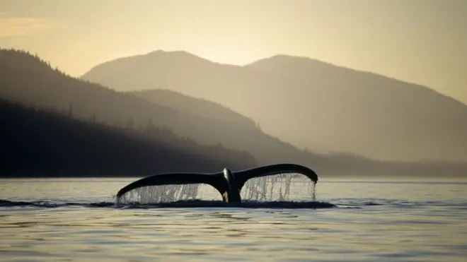 Whales help to send carbon to the depths of the sea throughout their lives, and also when they die