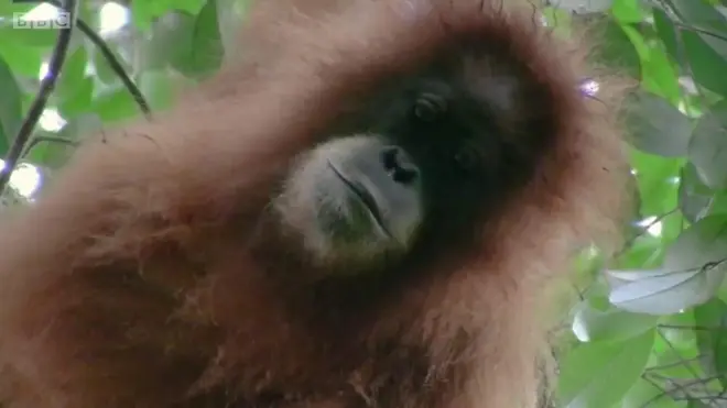 اكتشف باحثون فصيلًا جديدًا من القردة، أو ما يعرف بـ”إنسان الغاب” في جزيرة “سومطرة الإندونيسية”، وصرح الباحثون بأنها مجموعة صغيرة.