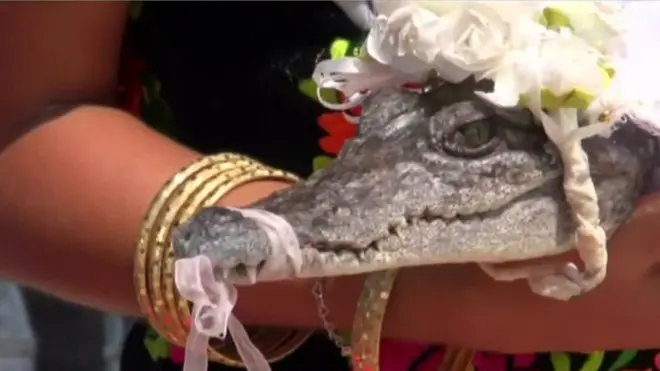 عمدة مكسيكي يتزوج تمساحا