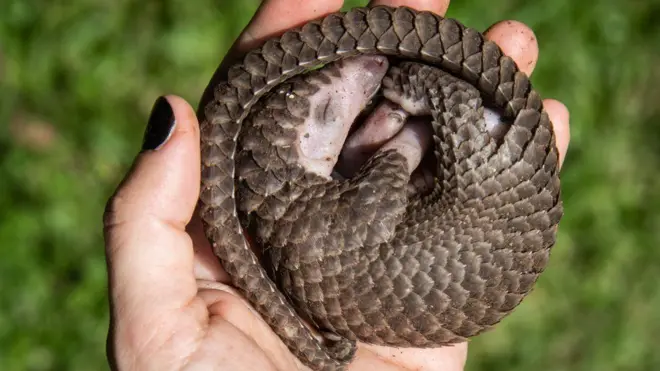 Le braconnage est la plus importante menace pesant sur le pangolin