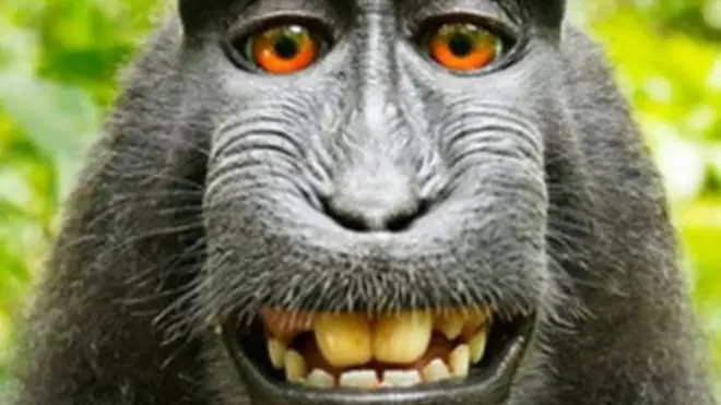 Monkey, Naruto di macaque