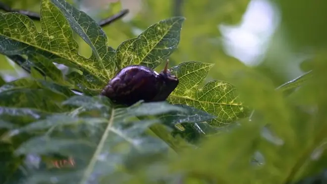 Indija se bori protiv najezde puževa