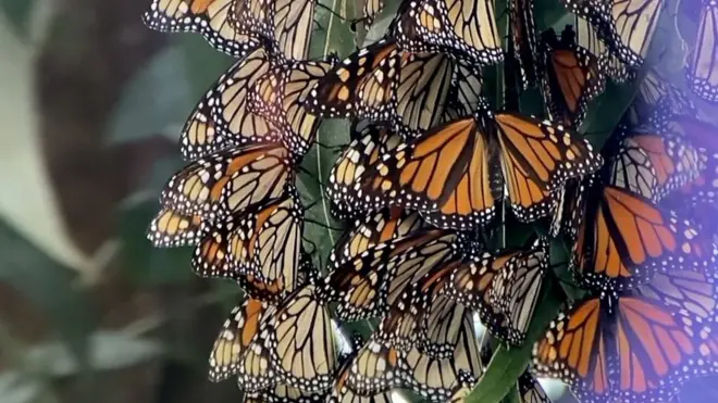 Leptiri u Kaliforniji