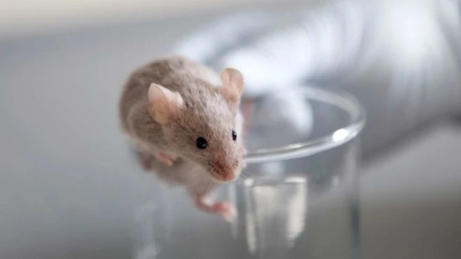 หนูทดลองตัวนี้ได้รับการปลูกถ่ายเซลล์สมองจากมนุษย์ ทำให้มีความฉลาดสูงขึ้น
