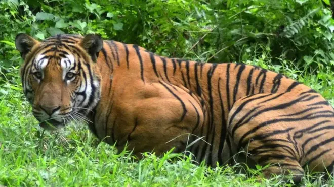 India is home to 60% of the world's tigers