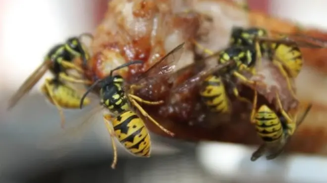 الدبابير، التي يواجهها الناس في المتنزهات غالبا، لا تحظى بقبول لديهم