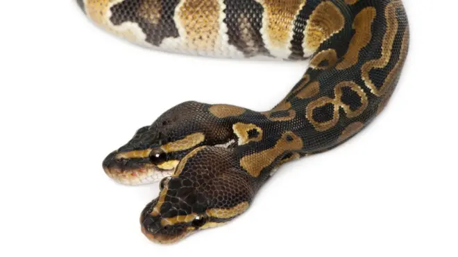 Mungkinkah orang Yunani Kuno mendapat idenya dari ular banyak kepala yang memang ada di alam?