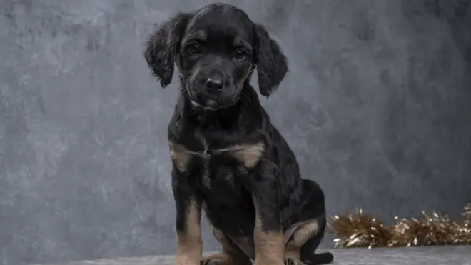 пас за удомљавање