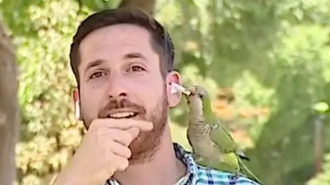 papagaj krade slušalicu novinaru