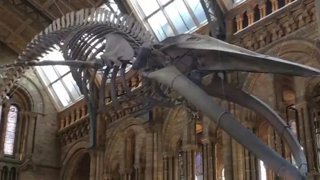 بلیو وہیل کا ڈھانچہ